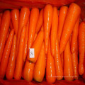 2016 Shandong Frische Karotten mit Niedrigstem Preis